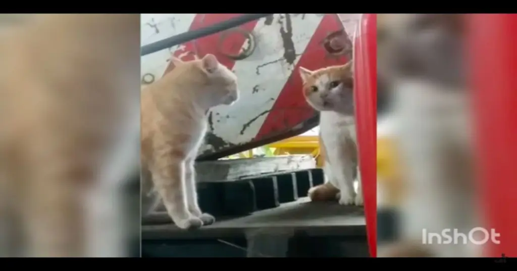 Комическое видео котенка, который ошеломлен, увидев, что его «отражение» на самом деле является другим котом, очень похожим на него