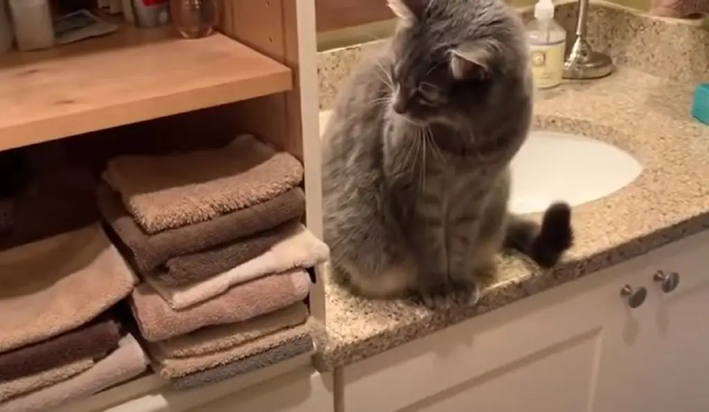 котенок полотенца смотреть котенок полотенца смотреть