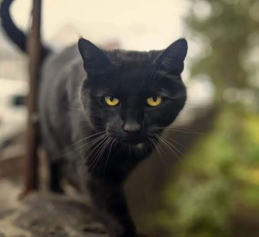 бомбейский кот