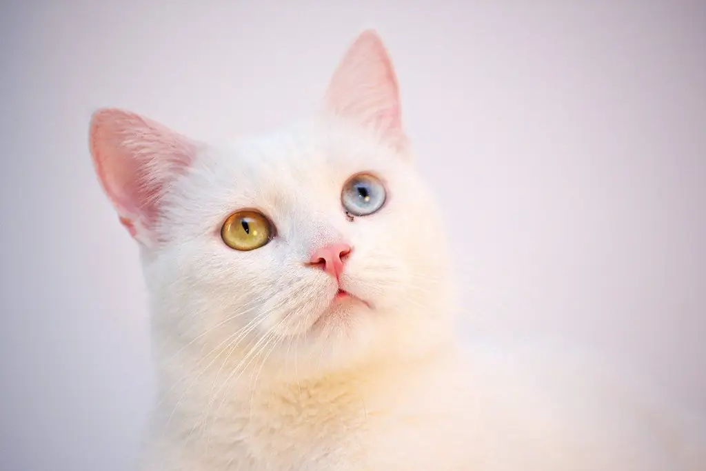 глаза белого кота