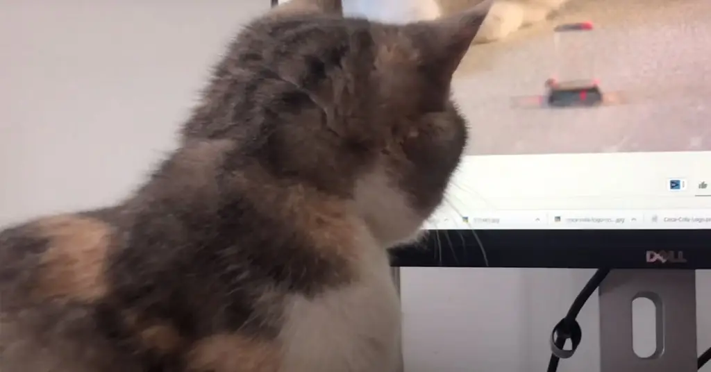 Котенок ищет