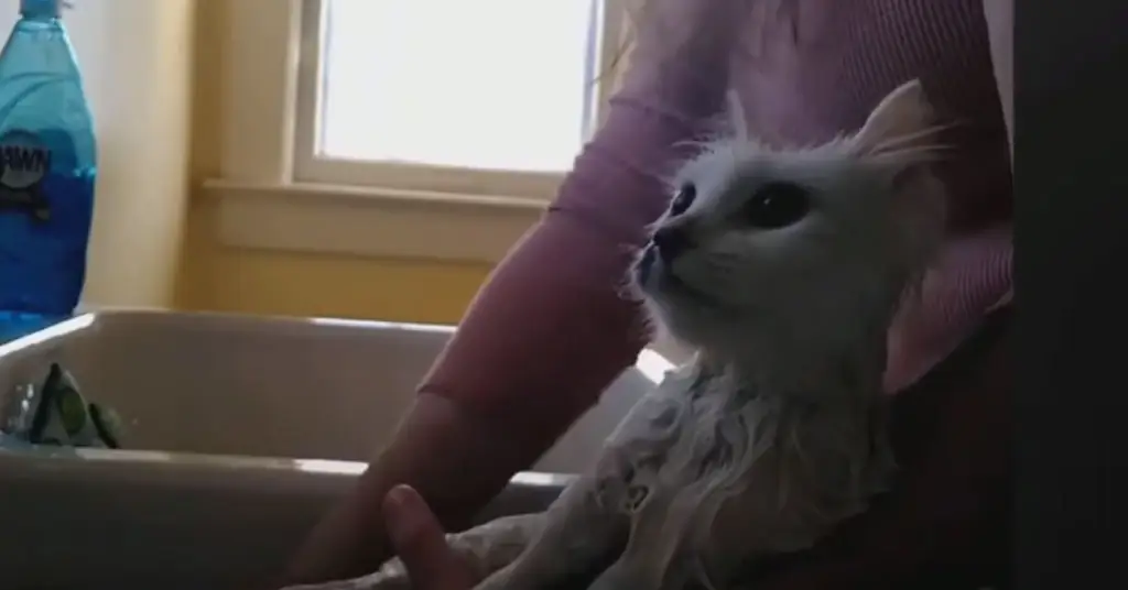 Мокрая кошка