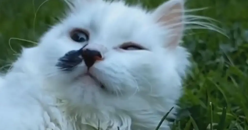 Кошка смотрит