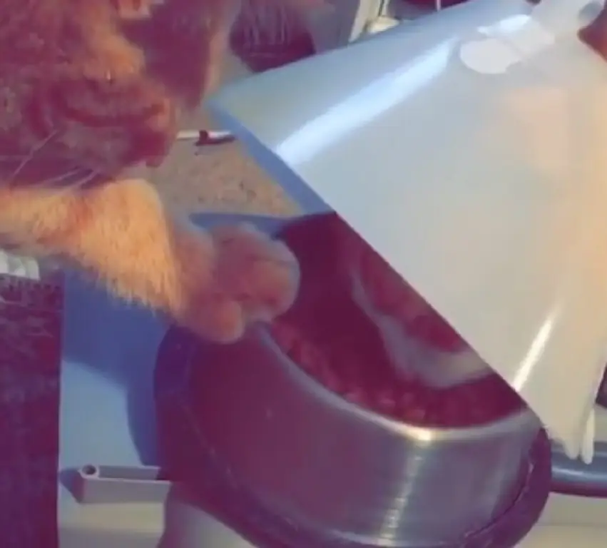 simba kitty помогите младшему брату simba kitty помогите младшему брату