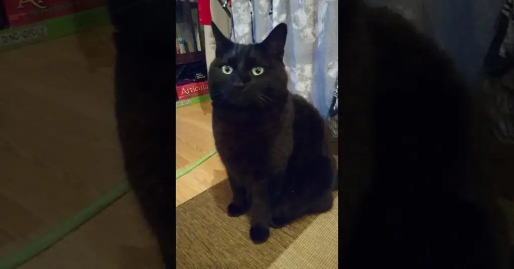 Уголь черный кот Уголь черный кот