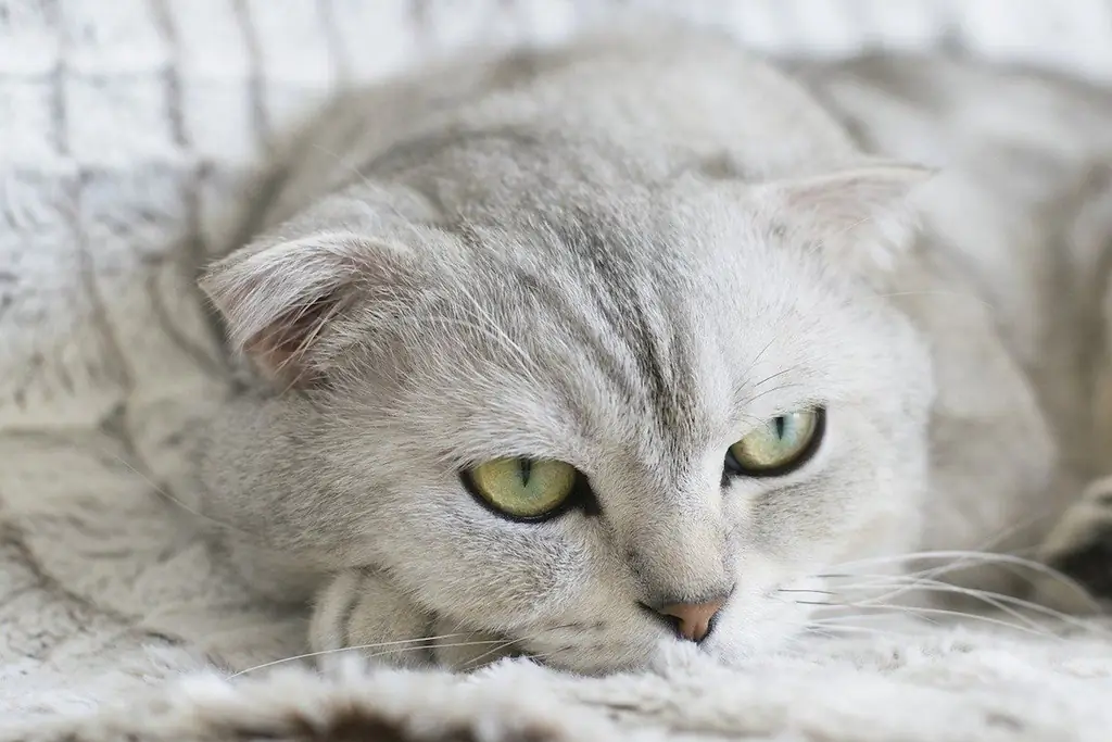ясные зеленые глаза кота ясные зеленые глаза кота