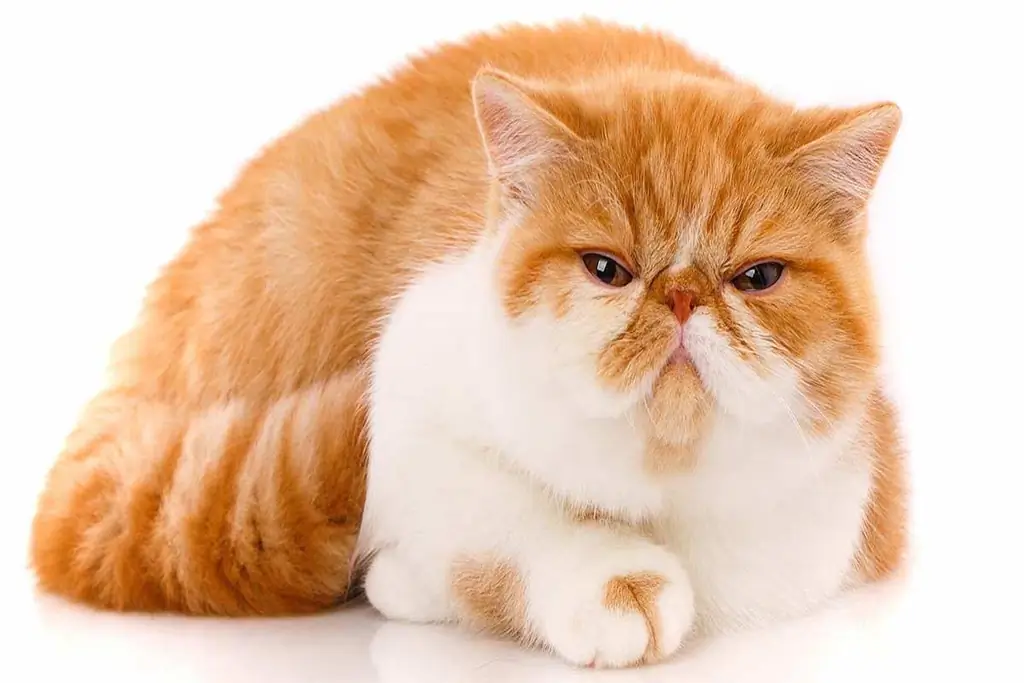 милый взгляд кота милый взгляд кота