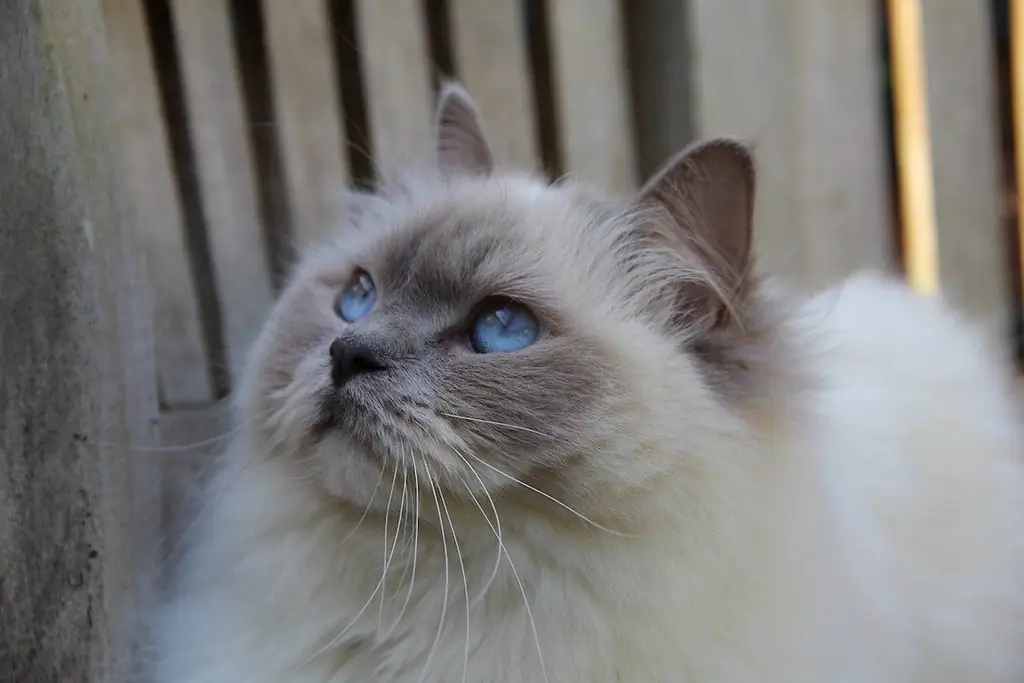 кот голубые глаза кот голубые глаза