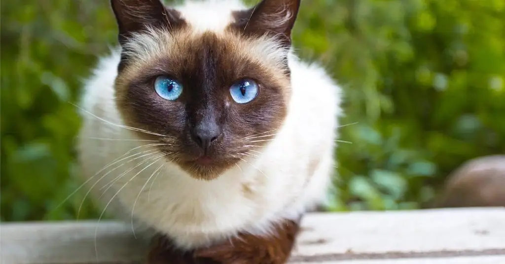 Породы кошек, которые хорошо ладят с тайской кошкой