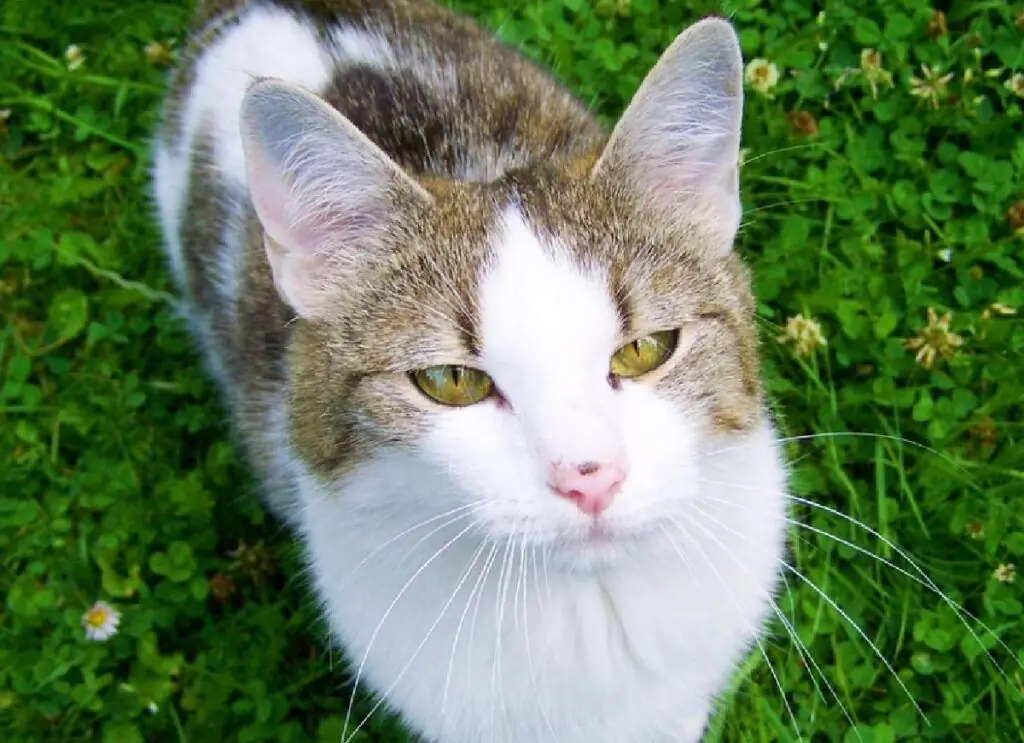 белый мех кот серые полосы белый мех кот серые полосы