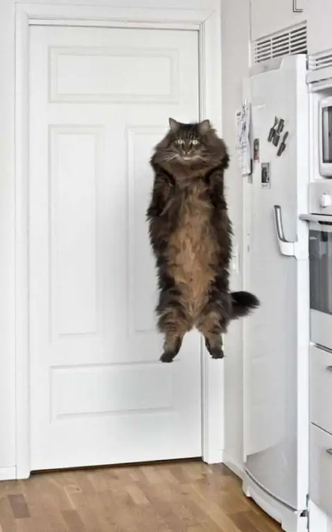 стоящая кошка стоящая кошка