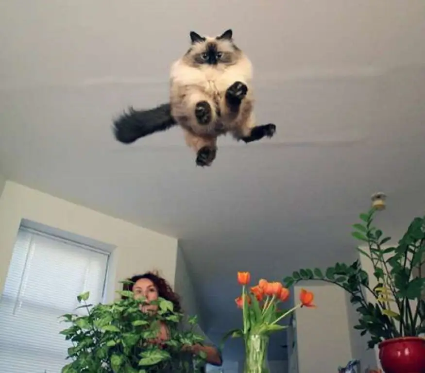 кошка точка камеры кошка точка камеры
