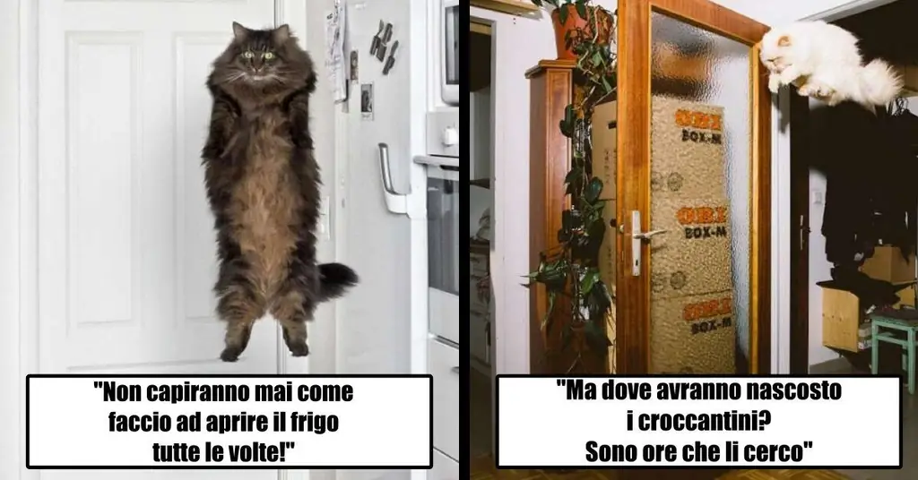 8 фотографий, которые могут подтвердить, что кошки не являются частью этой планеты