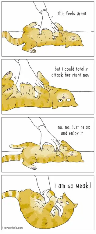 кошачьи укусы кошачьи укусы