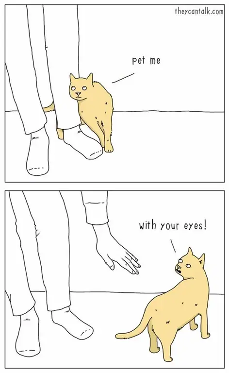 кошачья ласка кошачья ласка