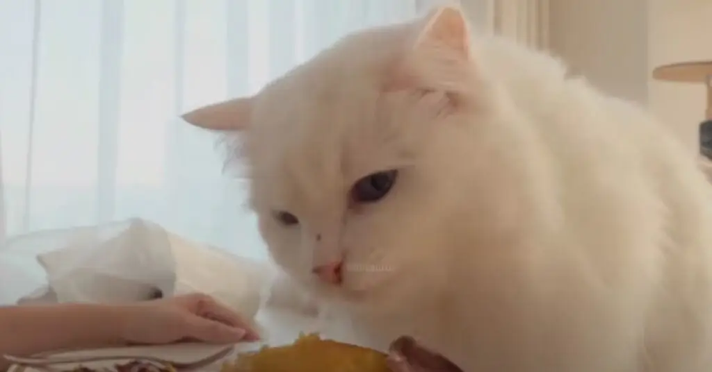 Кошка смотрит на еду Кошка смотрит на еду