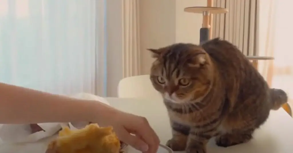 Кошка смотрит на картофель Кошка смотрит на картофель