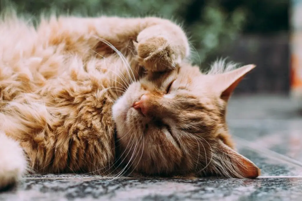 оранжевая лапа кота оранжевая лапа кота