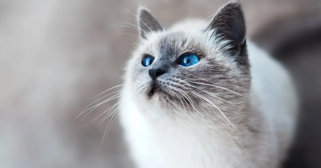 4 мифа о стерилизации кошек, которые необходимо развенчать