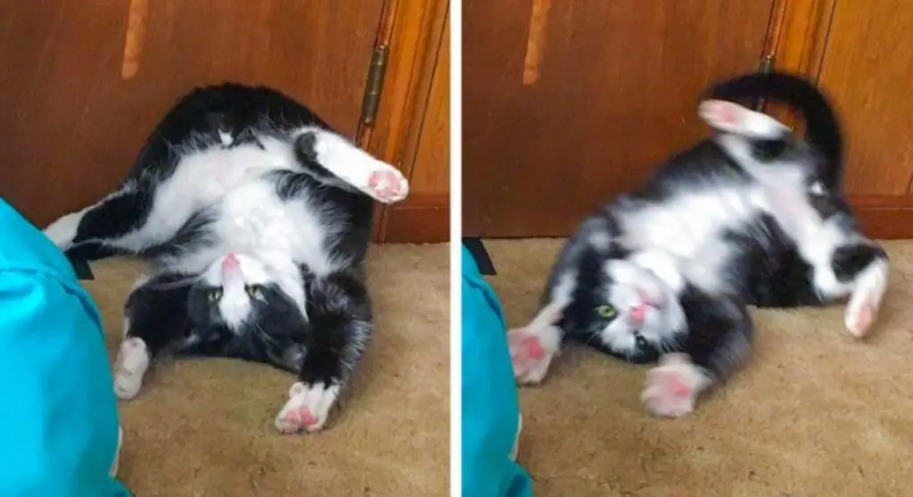 котенок смешно сальто котенок смешно сальто