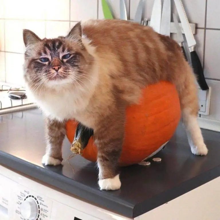 кошка живот тыква кошка живот тыква