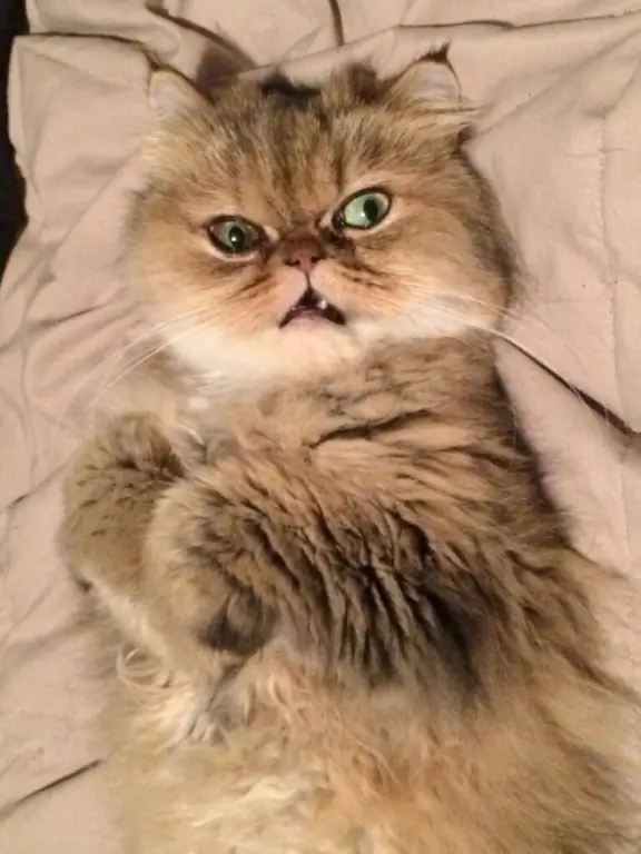 озадаченное выражение лица кота озадаченное выражение лица кота