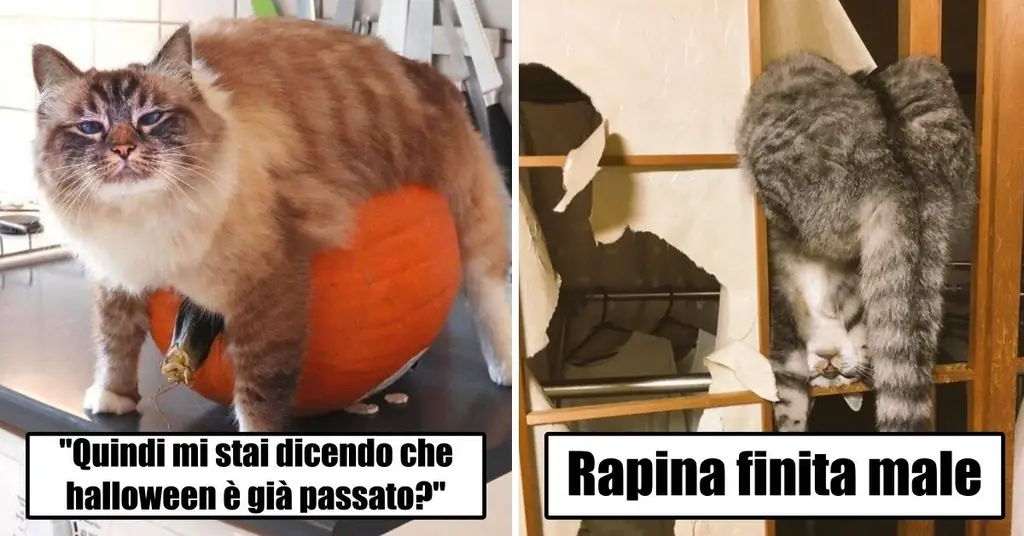 8 фото котиков "папарацци" все на смех