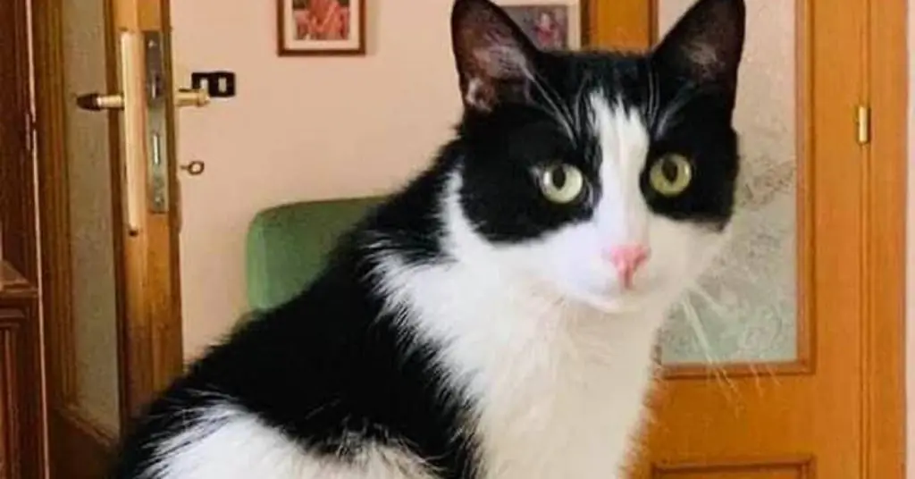 Леллуччио, счастливый конец истории о коте, оставленном в покое