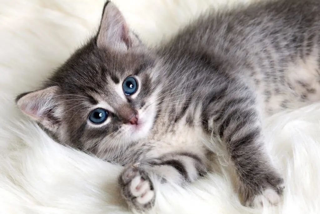 серый полосатый котенок