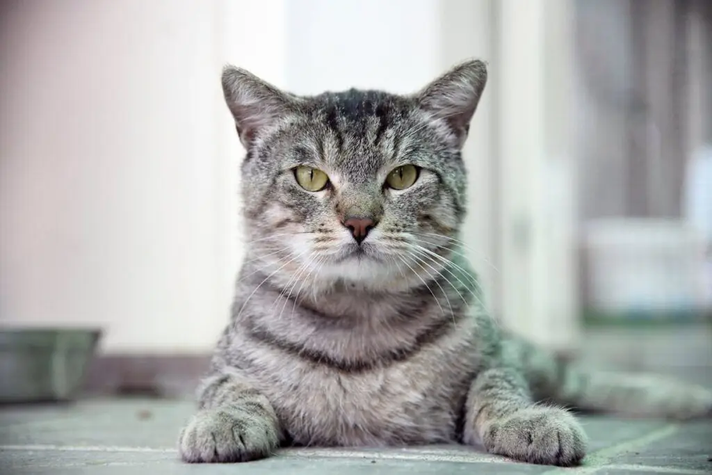 взрослая кошка