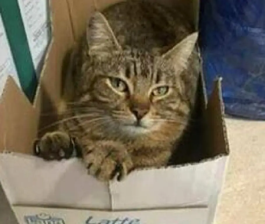 кошка внутри пакета молока кошка внутри пакета молока