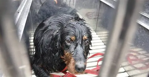 Собака, едва не утонувшая в отстойнике, наконец выжила