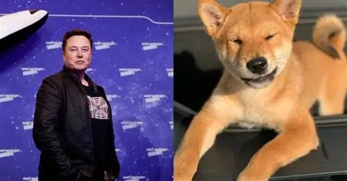 Простой твит Илона Маска о его собаке поднял цену криптовалюты шиба-ину до рекордно высокого уровня