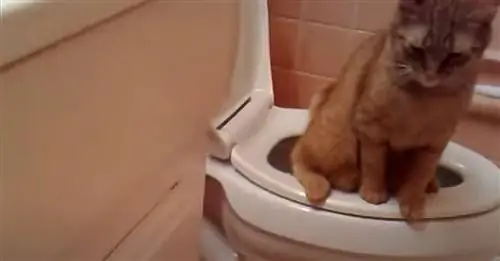 Приучение кошки пользоваться туалетом отрицательно скажется на ее здоровье в долгосрочной перспективе