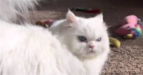 Кошка тепло и громко приветствует свою хозяйку, когда та возвращается домой (видео)