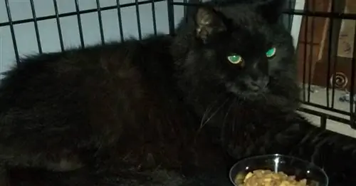 Сбежав во время свадьбы своих хозяев, кот пропадает на 3 с половиной года, прежде чем его спасают пожарные