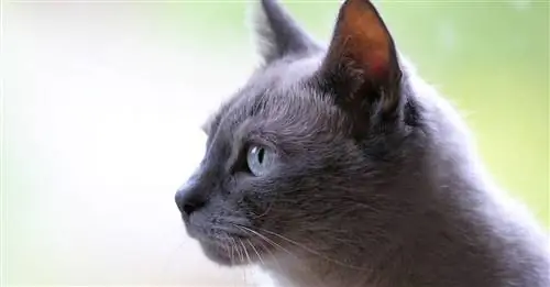 Привезенный к ветеринару бездомный кот рассказывает свою невероятную историю благодаря своему микрочипу: его семья искала его 5 лет