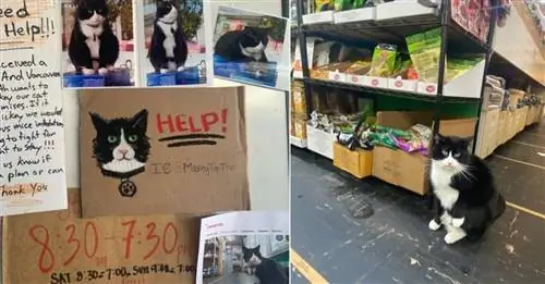 Решение выселить кошку из продуктового магазина вызвало возмущение общественности