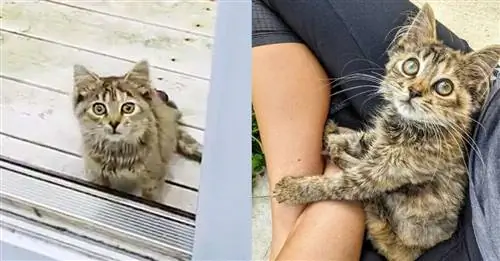 Кошка со сломанным позвоночником, найденная на ферме, опровергает фатальные диагнозы ветеринаров