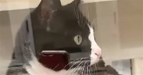 Трогательное стихотворение навсегда меняет жизнь пожилого кота, который уже 8 месяцев ищет семью