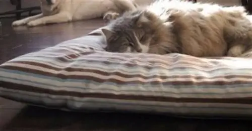 Собака стоит французам в два раза дороже кошки