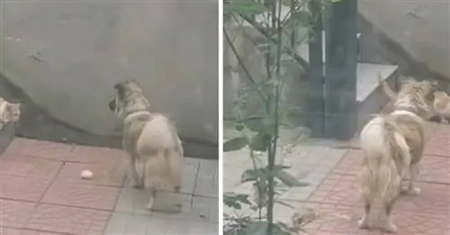 Вдохновленная судьбой этой бездомной кошки, собака решает покормить ее, предложив свою порцию мяса! (Видео)