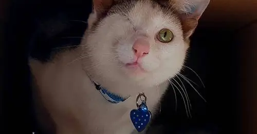 Этот котенок с четырьмя ушами и одним глазом нашел семью, которая будет о нем заботиться