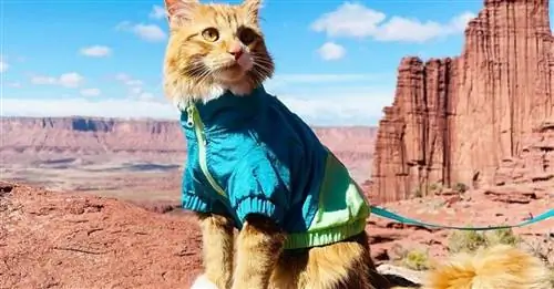 15 фотографий кошки, ведущей полную приключений жизнь