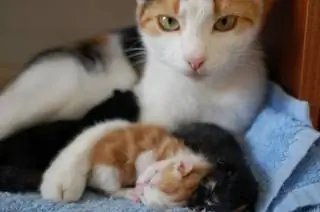 Image Image