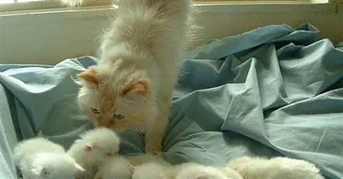 20 кошек, которые смотрят на своих котят глазами, полными гордости и любви