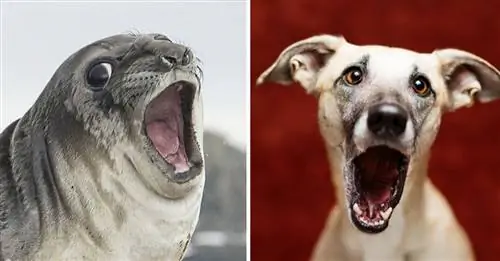 15 фотографий, которые доказывают, что котики и собаки не так уж отличаются друг от друга