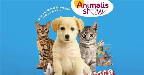 30-я выставка Animal Expo - Animalis Show, место встречи любителей домашних животных под знаком благополучия животных