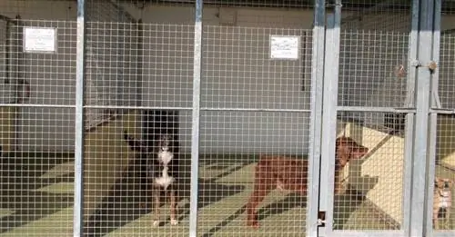 День открытых дверей в спа-центре Tilloy-lès-Mofflaines (62) в пользу пожилых животных
