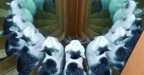 18 фотографий котов в смешных ситуациях